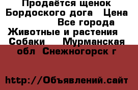 Продаётся щенок Бордоского дога › Цена ­ 37 000 - Все города Животные и растения » Собаки   . Мурманская обл.,Снежногорск г.